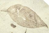 Two Fossil Leaves (Sapindus & Parvileguminophyllum)- Utah #262381-1